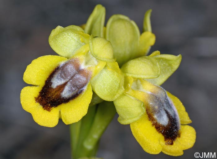 Ophrys lutea minor =? Ophrys lutea Cavanilles